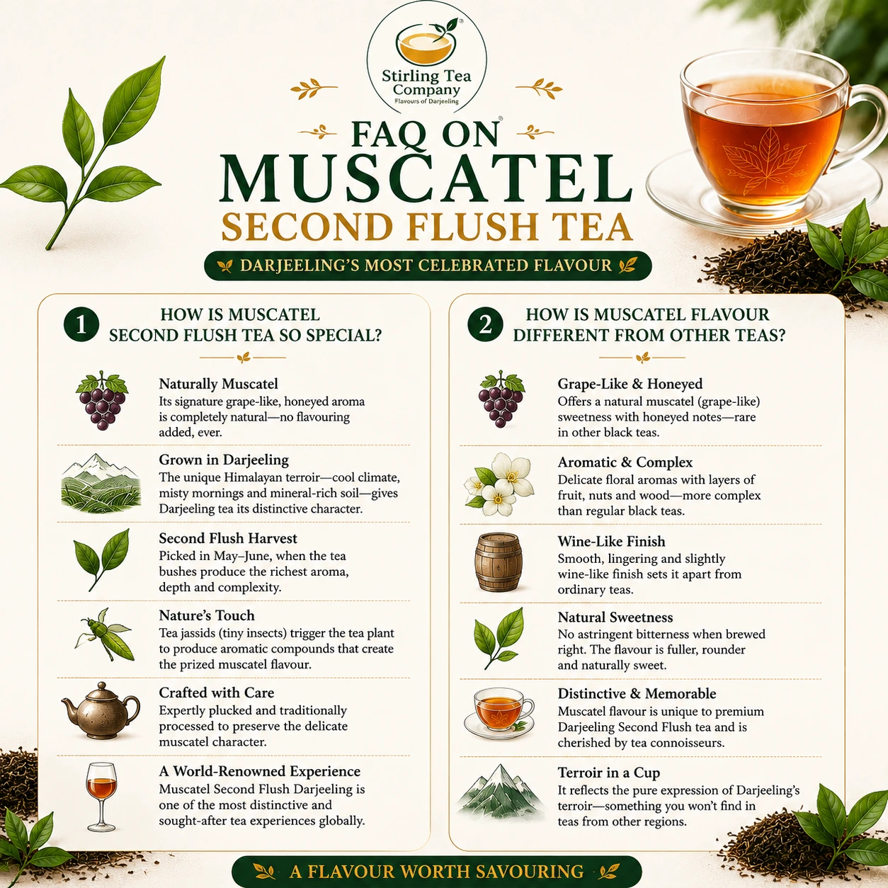 CLASSIC MUSCATEL, Second Flush Darjeeling Muscatel Tea, Darjeeling Muscatel Tea - Image 8