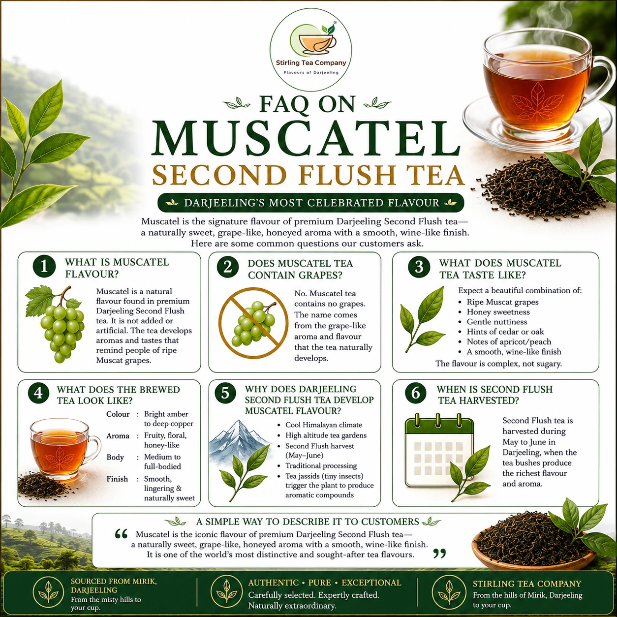 CLASSIC MUSCATEL, Second Flush Darjeeling Muscatel Tea, Darjeeling Muscatel Tea - Image 9