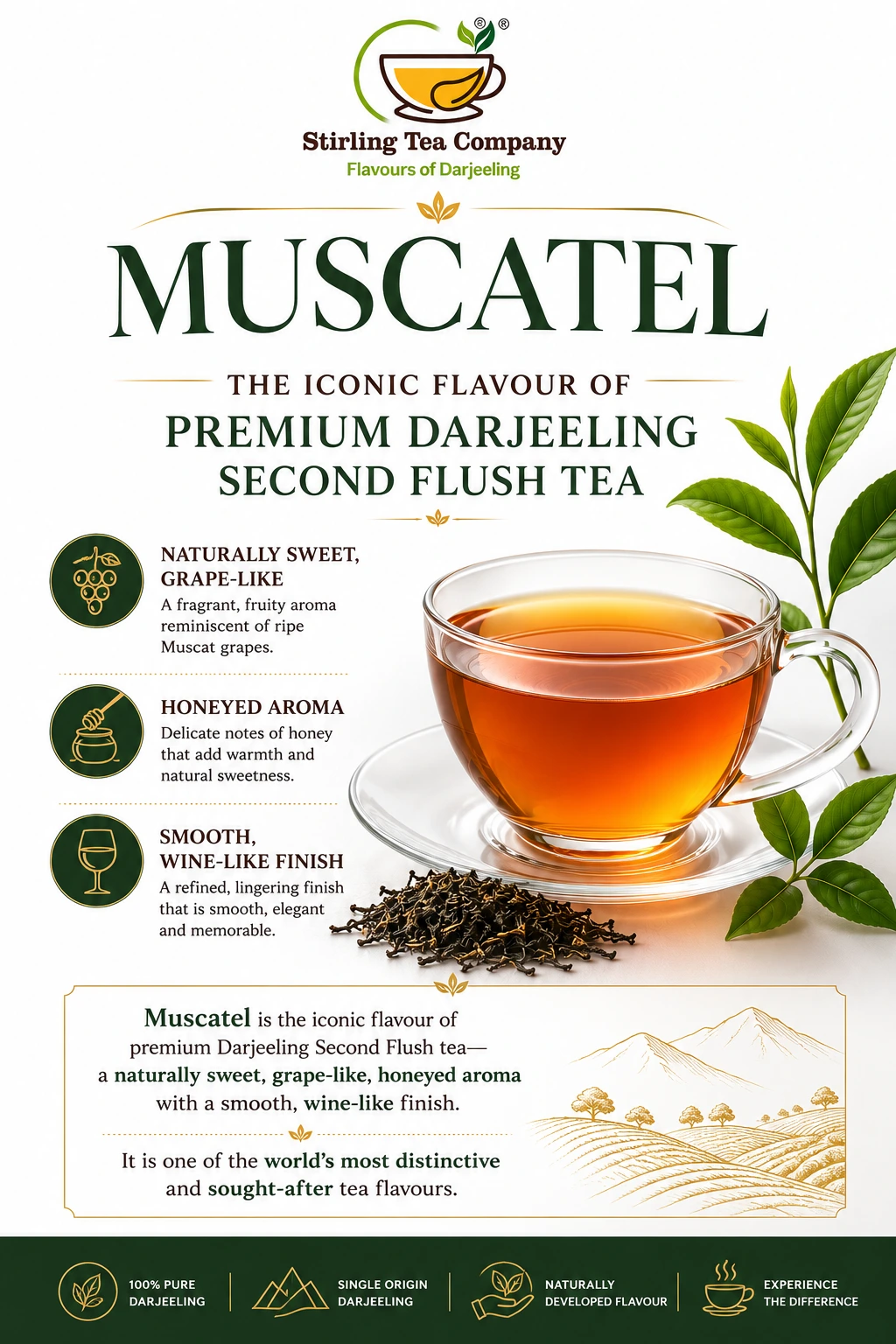 CLASSIC MUSCATEL, Second Flush Darjeeling Muscatel Tea, Darjeeling Muscatel Tea - Image 11