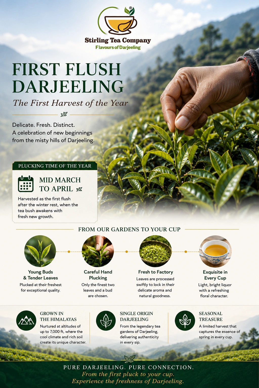 HIGHLAND SPRING | Premium First Flush Darjeeling Tea - Image 17
